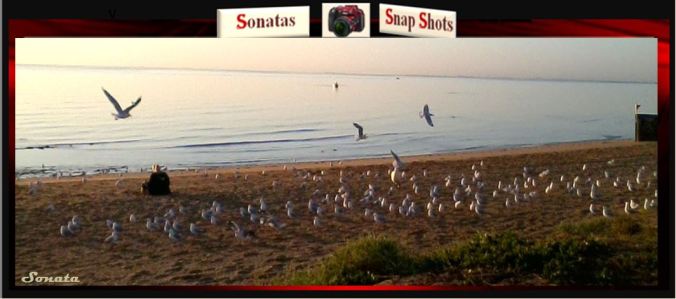 Seagulls Sea and Meditation -MQ